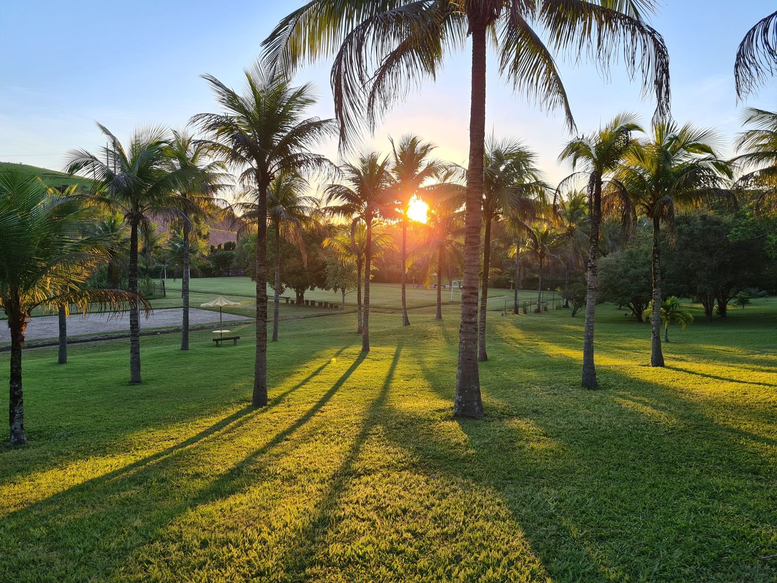 Pôr do sol entre os coqueiros no gramado do sítio
